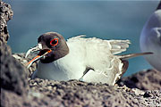 Picture 'Eq1_31_13 Gull, Swallow-tailed gull, Galapagos, Plazas'